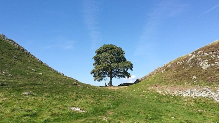 200-year-old Sycamore Gap tree deliberately felled, police and local agencies to investigate