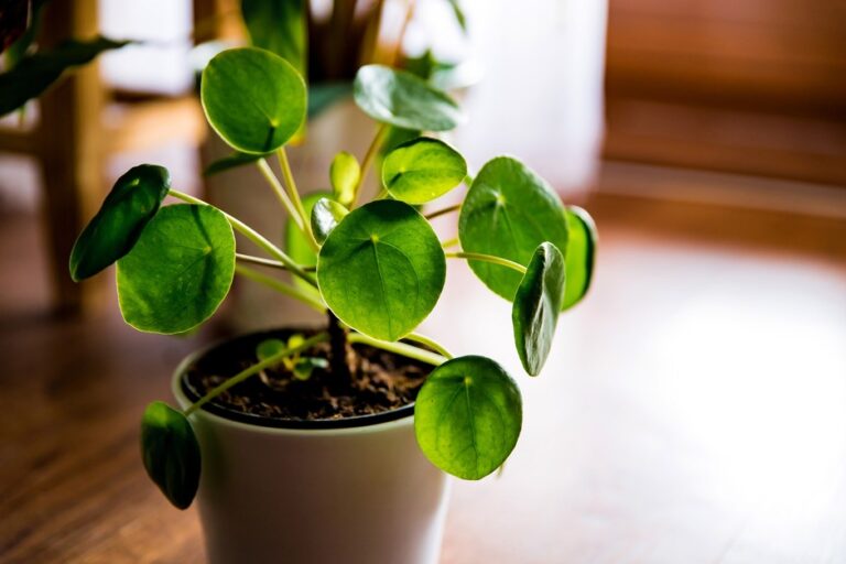 Is life going on in trouble even after setting up a money plant? Keeping these things in mind will bring you happiness and prosperity.