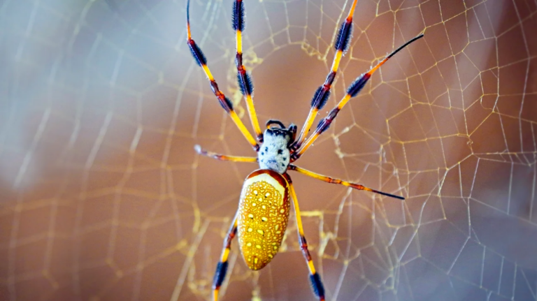 Scientists find alternative to Viagra, spider venom may be useful, research claims startling