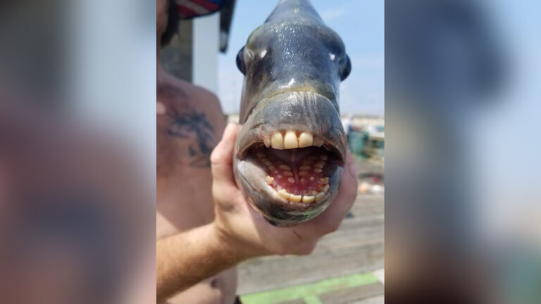 A clumsy fisherman who had gone fishing in the sea, got caught in the net and when the 'monster' opened its mouth, it screamed at the sight of its teeth.