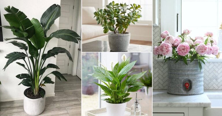 These trees and plants destroy the comfort of the house, do not plant by mistake