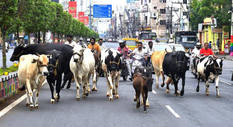 Now the officials will go out to catch cattle after giving up tax collection, AMC's decision shows wisdom.