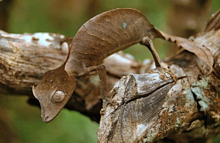 Amazingly this lizard is a master at hiding, even if it sits among dry leaves, you won't be able to find it!