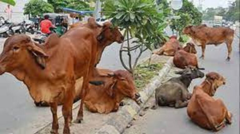 Now cattle breeders will not be able to keep milch cattle in Ahmedabad without permission, the Metropolitan Municipality will issue the permit