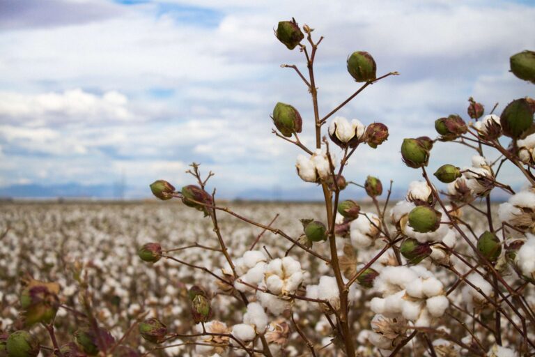 Increased distress of farmers, increased pest infestation in cotton plantations