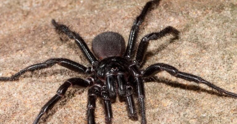 This is the most poisonous spider in the world, if bitten, then in just 15 minutes the name of Ram will become true