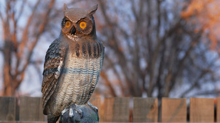 Should I keep an owl statue in the house or not? Find out what the consequences are