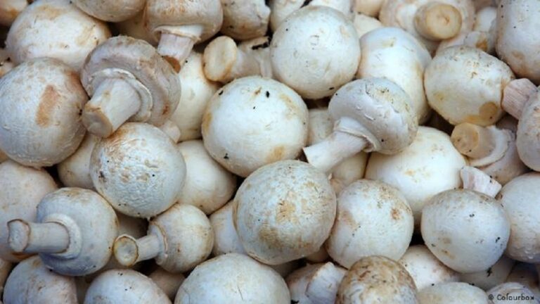 A small mushroom can cure even the biggest ailments in no time, eat it daily in winter.