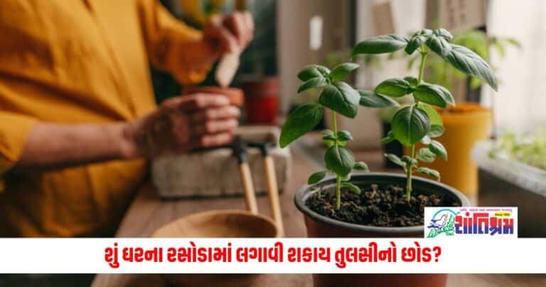 Vastu Tips: શું ઘરના રસોડામાં લગાવી શકાય તુલસીનો છોડ, શું થશે અસર? જાણો