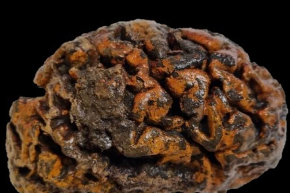 Oldest Human Brain: 12 હજાર વર્ષ જૂનું મગજ જોયું છે ? વિજ્ઞાનીકોની અનોખી ખોજ, કેવા ખુલશે રાઝ