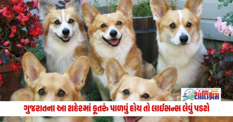 Rules For Dog: ગુજરાતના આ શહેરમાં કૂતરું પાળવું હોય તો લાઈસન્સ લેવું પડશે, આવ્યો આ નવો નિયમ