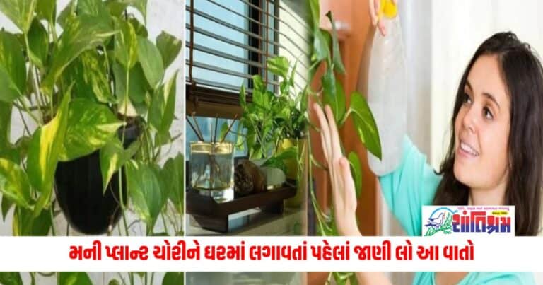 Astrology News: મની પ્લાન્ટ ચોરીને ઘરમાં લગાવતાં પહેલાં જાણી લો આ 5 ખાસ વાતો, નહીંતર ધન લાભના બદલે થશે ધન હાનિ