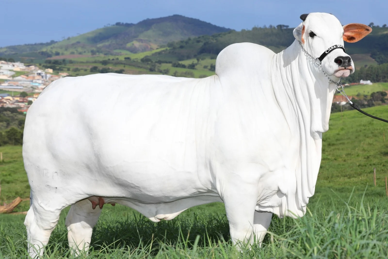 World's Most Expensive Cow: સૌથી મોંઘી ગાય જેની છે કિંમત 40 કરોડ, રહે છે બ્રાઝિલમાં પરંતુ ભારત સાથે છે સંકળાયેલી 