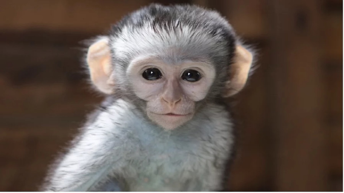 Seeing a monkey in a dream is auspicious or inauspicious? Find out what dream science says