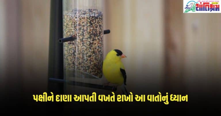 Vastu Tips: પક્ષીને દાણા આપતી સમયે એક ભૂલ લગાવી શકે છે પિતૃ દોષ, જાણો નિયમો