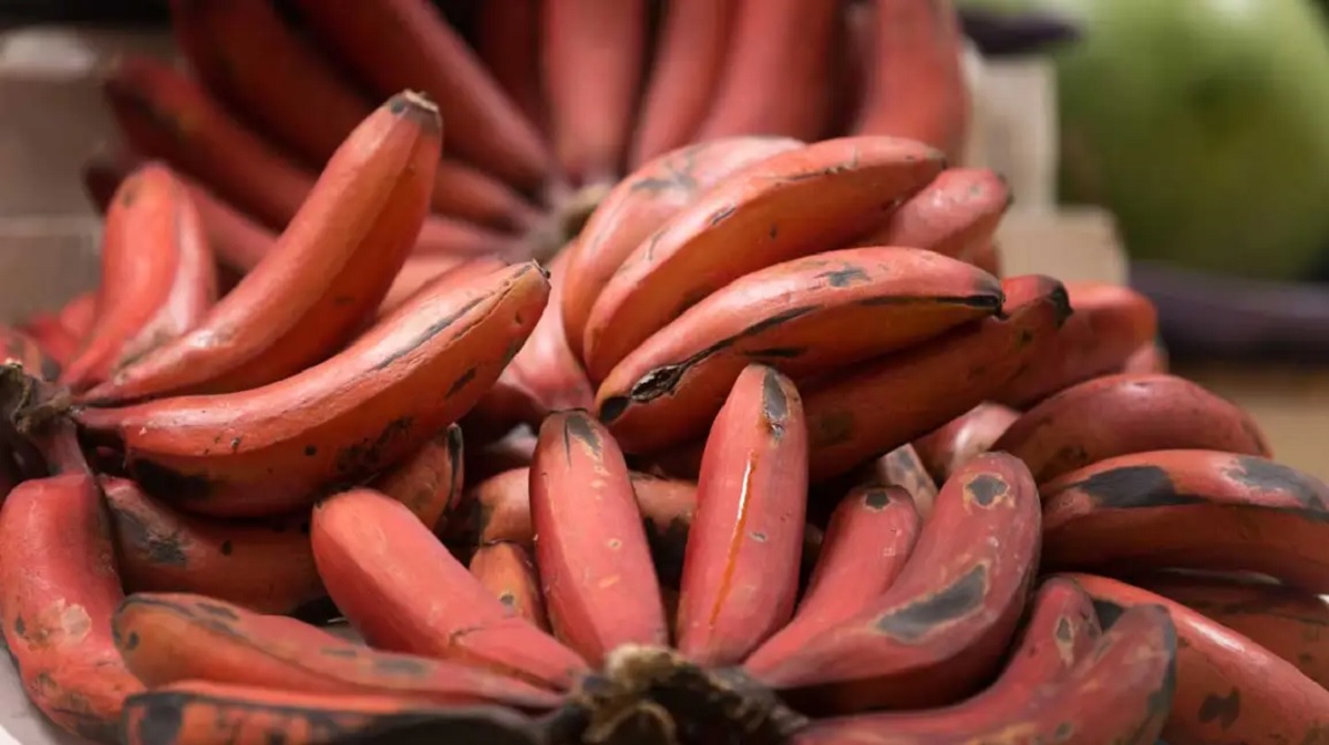 Benefits of Red Banana: પીળા કરતાં લાલ કેળું સ્વાસ્થ્ય માટે વધુ સારું, ફાયદા જાણીને થઈ જશો આશ્ચર્યચકિત