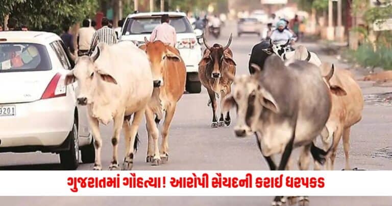 Cow slaughter in Gujarat : ગુજરાતમાં ગૌહત્યા! આરોપી સૈયદની કરાઈ ધરપકડ; પોલીસને ઘરમાંથી શું મળ્યું?