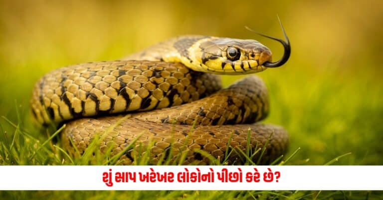 Offbeat : શું સાપ ખરેખર લોકોનો પીછો કરે છે? જાણો સત્ય