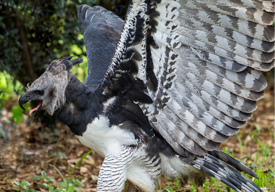 World's Most Powerful Bird : આ છે દુનિયાનું સૌથી શક્તિશાળી પક્ષી, 650 ફૂટ દૂરથી પણ જોઈ શકે છે પોતાનો શિકાર