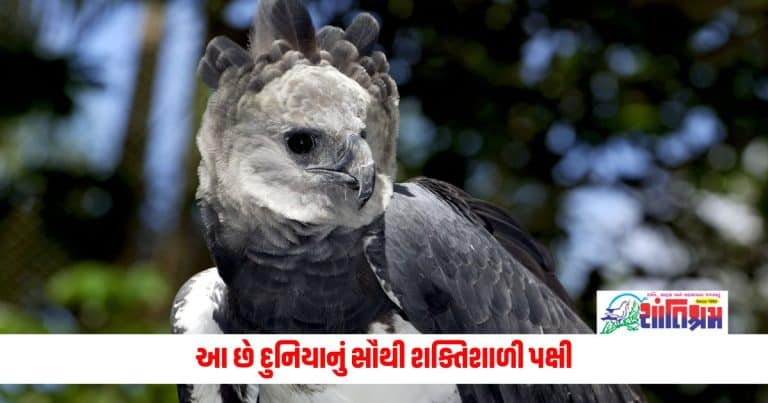 World's Most Powerful Bird : આ છે દુનિયાનું સૌથી શક્તિશાળી પક્ષી, 650 ફૂટ દૂરથી પણ જોઈ શકે છે પોતાનો શિકાર