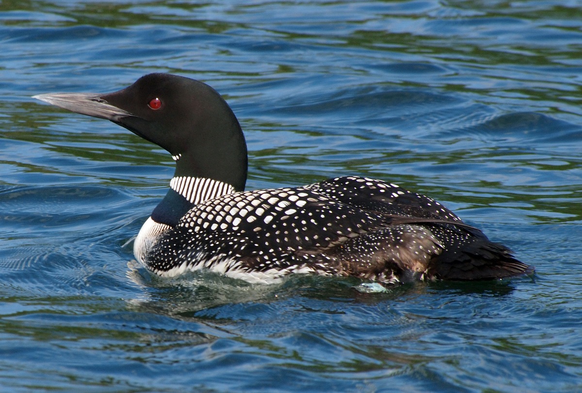 Common Loon: દુનિયાનું આ અનોખું પક્ષી હવામાનની સાથે બદલાય છે જેની આંખો, તેની ખાસિયતો જાણીને તમને થશે આશ્ચર્ય