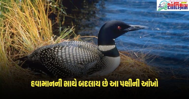 Common Loon: દુનિયાનું આ અનોખું પક્ષી હવામાનની સાથે બદલાય છે જેની આંખો, તેની ખાસિયતો જાણીને તમને થશે આશ્ચર્ય