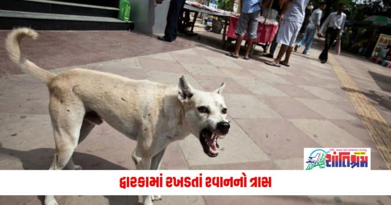 Gujarat News: દ્વારકામાં રખડતાં શ્વાનનો ત્રાસ, શ્વાને બાળકીને ફાડી ખાધી હોસ્પિટલ પહોંચે તે પહેલા થયું મોત