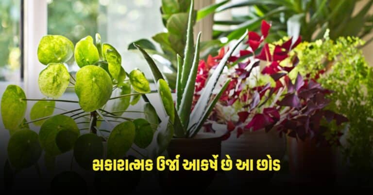 Vastu Tips for Plant: સકારાત્મક ઉર્જા આકર્ષે છે આ છોડ, ખુશનુમા રહે છે વાતાવરણ