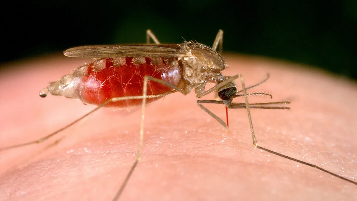 World Malaria Day 2024: જીવલેણ બની શકે છે મેલેરિયા, ફેલાવાને રોકવા માટે અપનાવો આ પદ્ધતિઓ