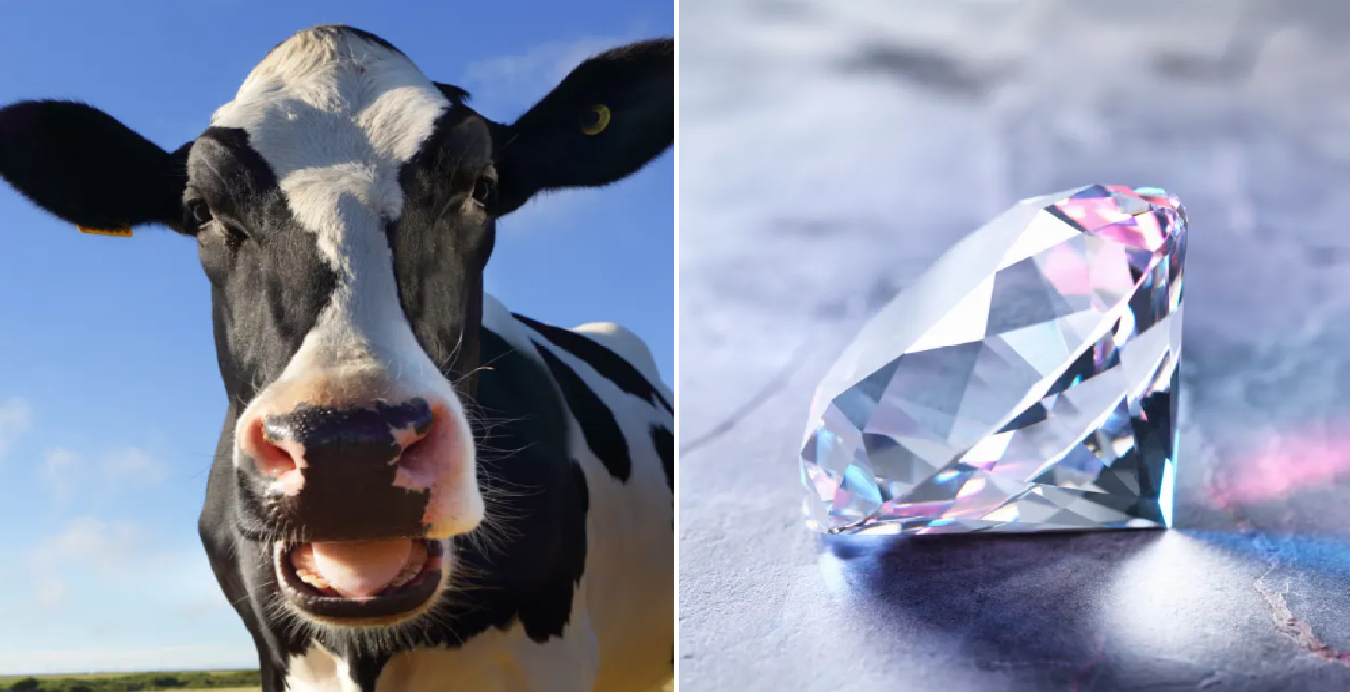 Diamonds From Cow Burps : ગજબ હો! ગાયના ઓડકાર માંથી માણસ બનાવી રહયો છે હીરા