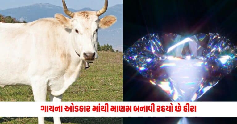 Diamonds From Cow Burps : ગજબ હો! ગાયના ઓડકાર માંથી માણસ બનાવી રહયો છે હીરા