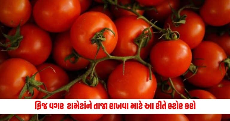 Tips to keep Tomato Fresh: ફ્રિજ વગર એકજ દિવસ માં બગડી જાય છે ટામેટાં, તાજા રાખવા માટે આ રીતે સ્ટોર કરો