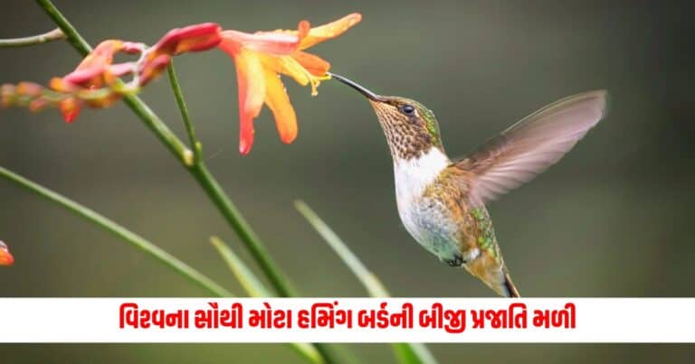 Humming Bird: વિશ્વના સૌથી મોટા હમિંગ બર્ડની બીજી પ્રજાતિ મળી, જે આટલી ફૂટની 14000 ઊંચાઈએ કરે છે સ્થળાંતર