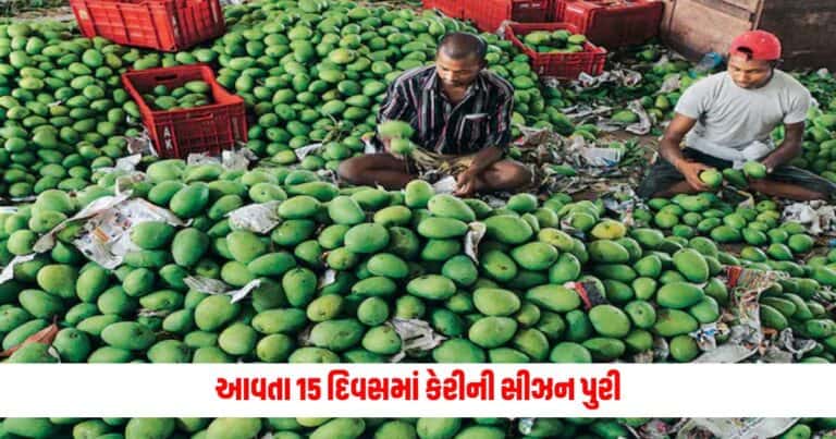 આવતા 15 દિવસમાં કેરીની સીઝન પુરી, કમોસમી વરસાદ કેરીની પથારી ફેરવશે