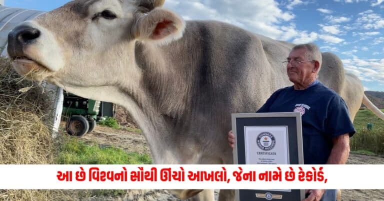 Romeo Bull: આ છે વિશ્વનો સૌથી ઊંચો આખલો, જેના નામે છે રેકોર્ડ, શું તમે જાણો છો તેની ઊંચાઈ અને વજન ?