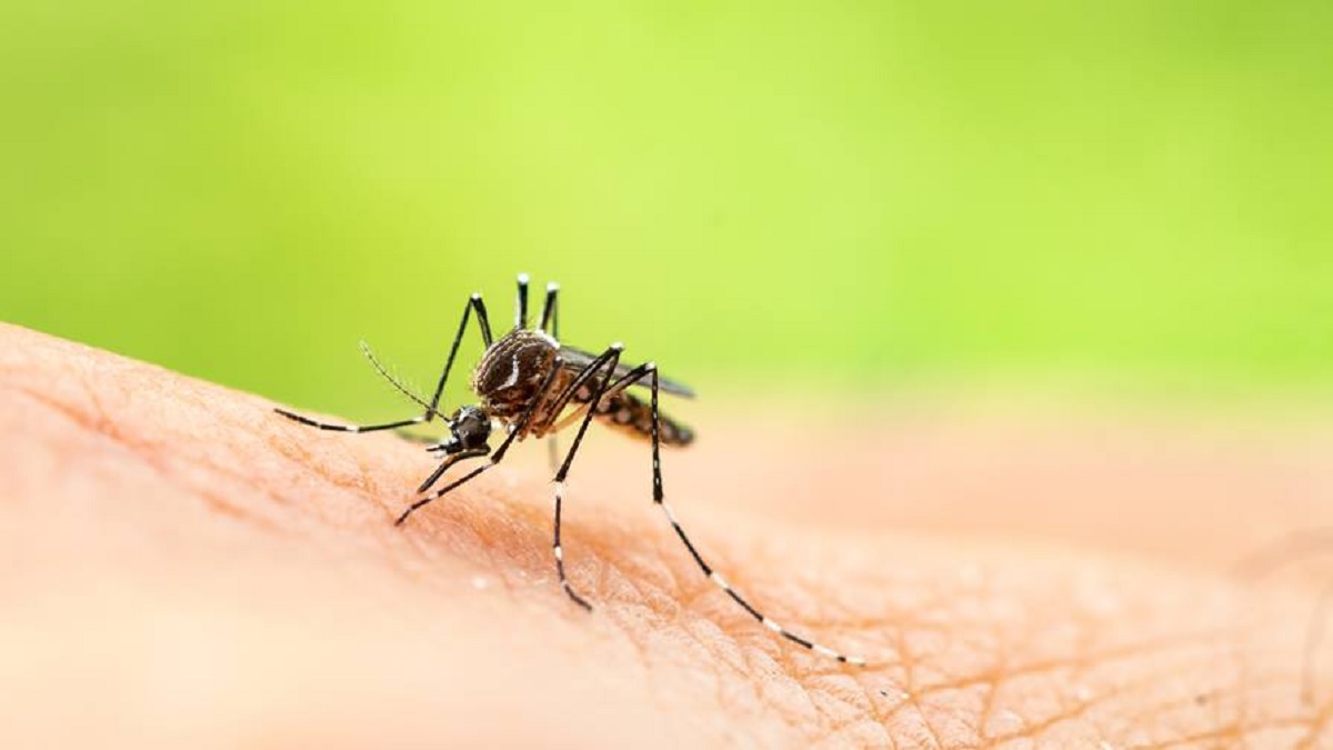 West Nile Fever : હવે કેરળમાં ફેલાયો વેસ્ટ નાઇલ ફીવરનો કહેર, ત્રણ જિલ્લામાં એલર્ટ જારી; જાણો શું છે આ જીવલેણ બીમારી