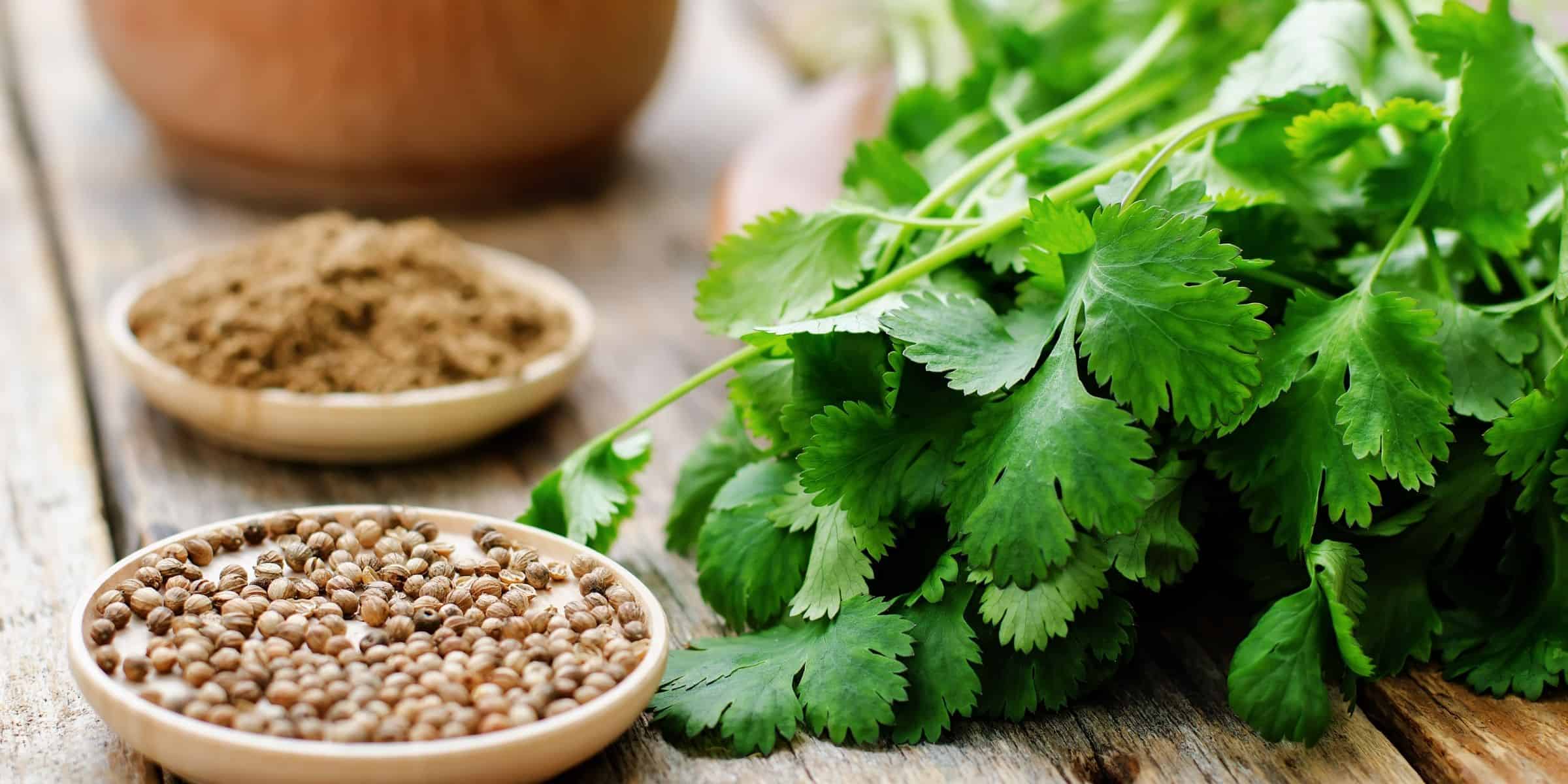 Coriander Benefits: લીલી હોય કે સુકાયેલી, ગજબના આ 5 ફાયદાઓ મળશે કોથમીર ખાવાથી