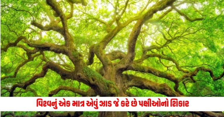 Birds Killer Tree : આ છે વિશ્વનું એક માત્ર એવું ઝાડ જે કરે છે પક્ષીઓનો શિકાર, ડાળી પર બેસતાં જ લઇ લે છે જીવ