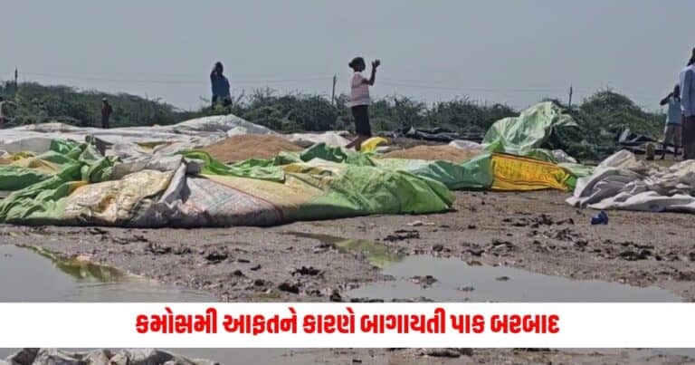 Gujarat News : કમોસમી આફતને કારણે બાગાયતી પાક બરબાદ! ખેડૂતોની આંતરડી કકડી, સરકાર પાસે કરાઈ આવી માંગ