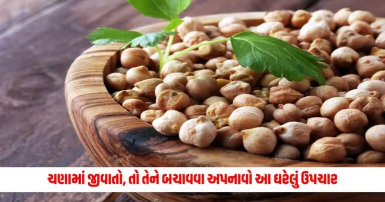 Tips To Store Chane : ચણામાં બોવ જલ્દી પડી જાય છે જીવાતો, તો તેને બચાવવા અપનાવો આ ઘરેલું ઉપચાર