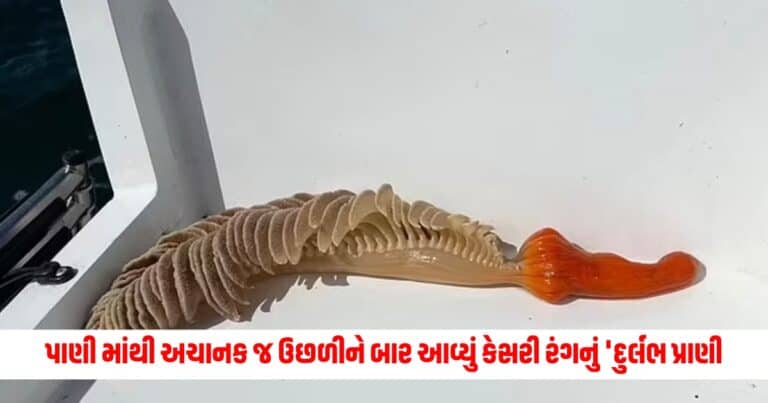 Mystery Orange Creature : પાણી માંથી અચાનક જ ઉછળીને બાર આવ્યું કેસરી રંગનું 'દુર્લભ પ્રાણી', કોઈ નથી જાણતું તેનું નામ