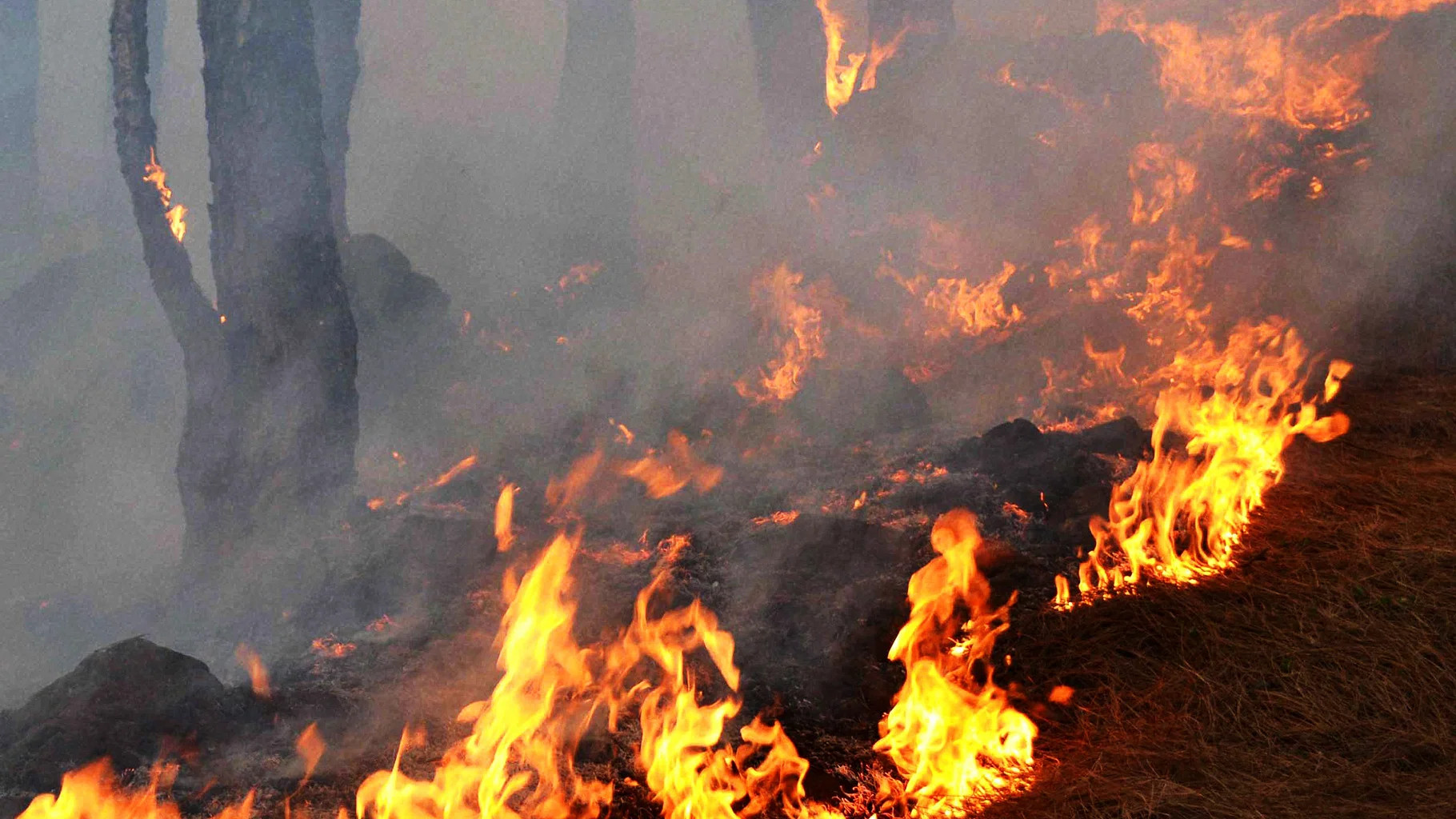 Forest Fire: ઉત્તરાખંડ અને જમ્મુ બાદ હવે હિમાચલના સોલનના જંગલોમાં ફાટી નીકળી આગ, તેને કાબૂમાં લેવાના પ્રયાસો ચાલુ