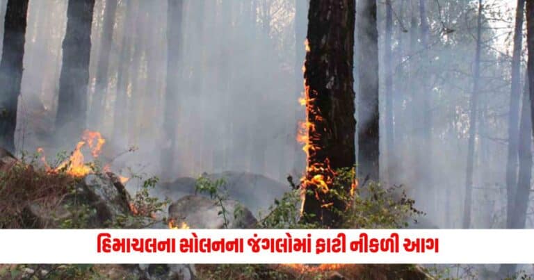 Forest Fire: ઉત્તરાખંડ અને જમ્મુ બાદ હવે હિમાચલના સોલનના જંગલોમાં ફાટી નીકળી આગ, તેને કાબૂમાં લેવાના પ્રયાસો ચાલુ