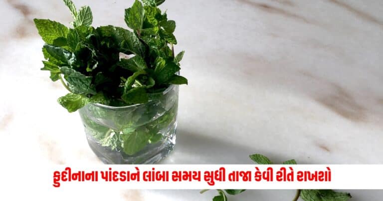 Mint leaves Storage Tips : ફુદીનાના પાંદડાને લાંબા સમય સુધી તાજા કેવી રીતે રાખશો, સ્ટોર કરવા અપાનવો આ 6 સરળ રીતો