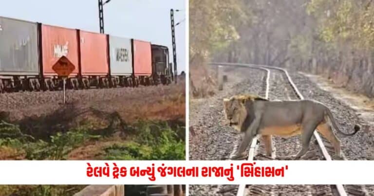 Gujarat News : રેલવે ટ્રેક બન્યું જંગલના રાજાનું 'સિંહાસન', અચાનક આવી ટ્રેન ; જાણો કેવી રીતે થયો 10 સિંહોનો બચાવ