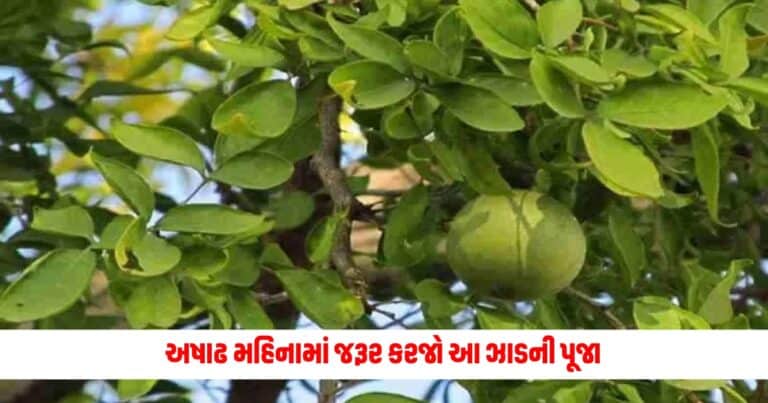 Ashadha Month 2024 : અષાઢ મહિનામાં જરૂર કરજો આ ઝાડની પૂજા