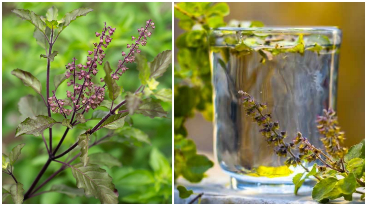 Benefits Of Tulsi : દરરોજ સવારે તુલસીના પાનનું પાણી પીવાથી મળશે અઢળક ફાયદાઓ