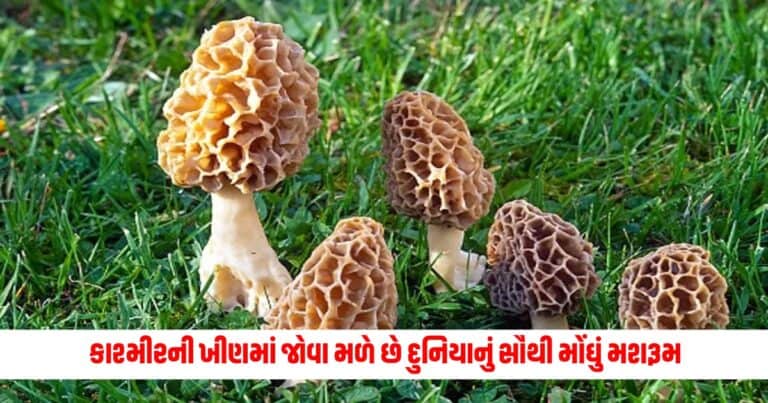 Guchhi Mushroom: કાશ્મીરની ખીણમાં જોવા મળે છે દુનિયાનું સૌથી મોંઘું મશરૂમ, PM મોદી પણ છે તેના દિવાના