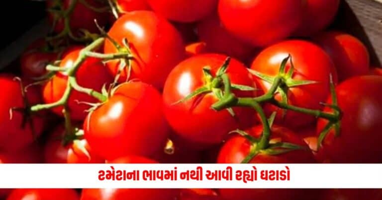 Tomato Price Hike: ટમેટાના ભાવમાં નથી આવી રહ્યો ઘટાડો, મળી રહ્યા છે આટલા રૂપિયે કિલો