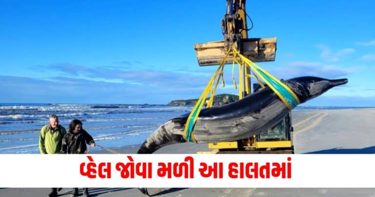 Offbeat News, Latest offbeat news, live offbeat update, top offbeat news, offbeat update, offbeat news, offbeat headline, offbeat update, Gujarat, india, today’s offbeat update, current offbeatnews update,